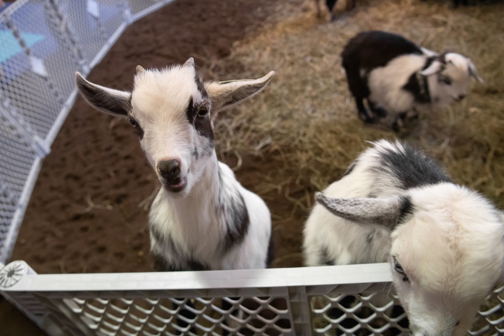 Baby goat yoga at Longmeadow Rescue Ranch